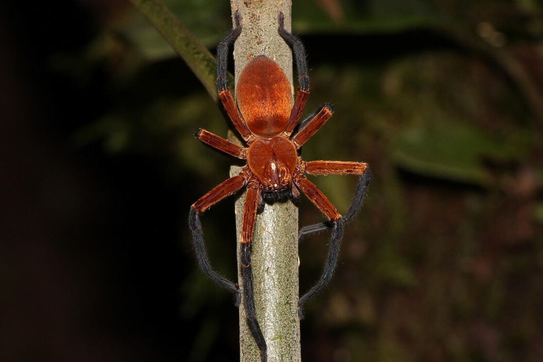 Descubren a la Araña Cangrejo Gigante en Selva Amazónica de Ecuador