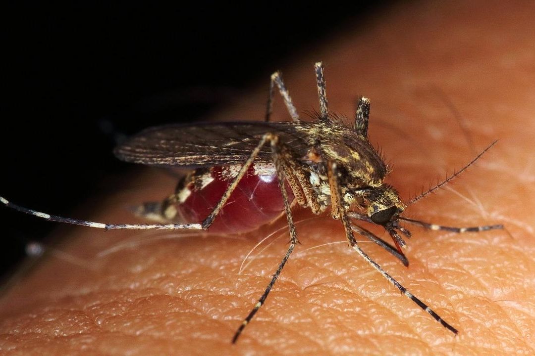 OMS indica que el dengue podría extenderse en América en segundo semestre de 2023
