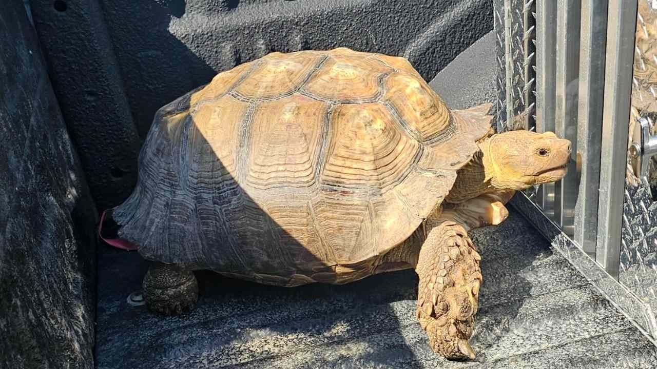 Una tortuga de 100 años de edad fue rescatada del New Rivel Canal de EUA y devuelta a su familia tras extraviarse en una tormenta regional