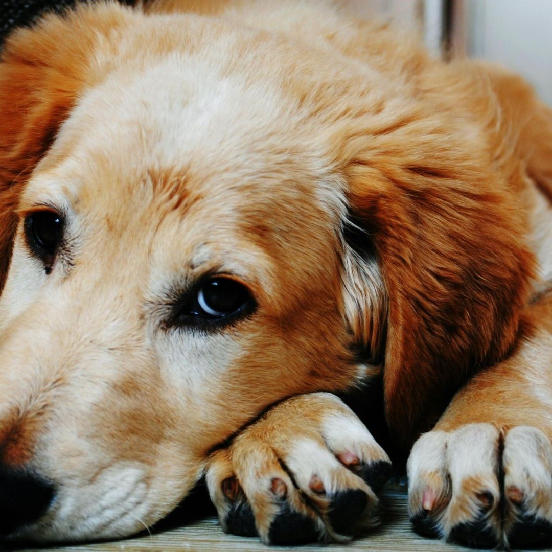 En EUA, Cientos de Perros Sufren Una Rara Enfermedad ¿Cuáles son los Síntomas?