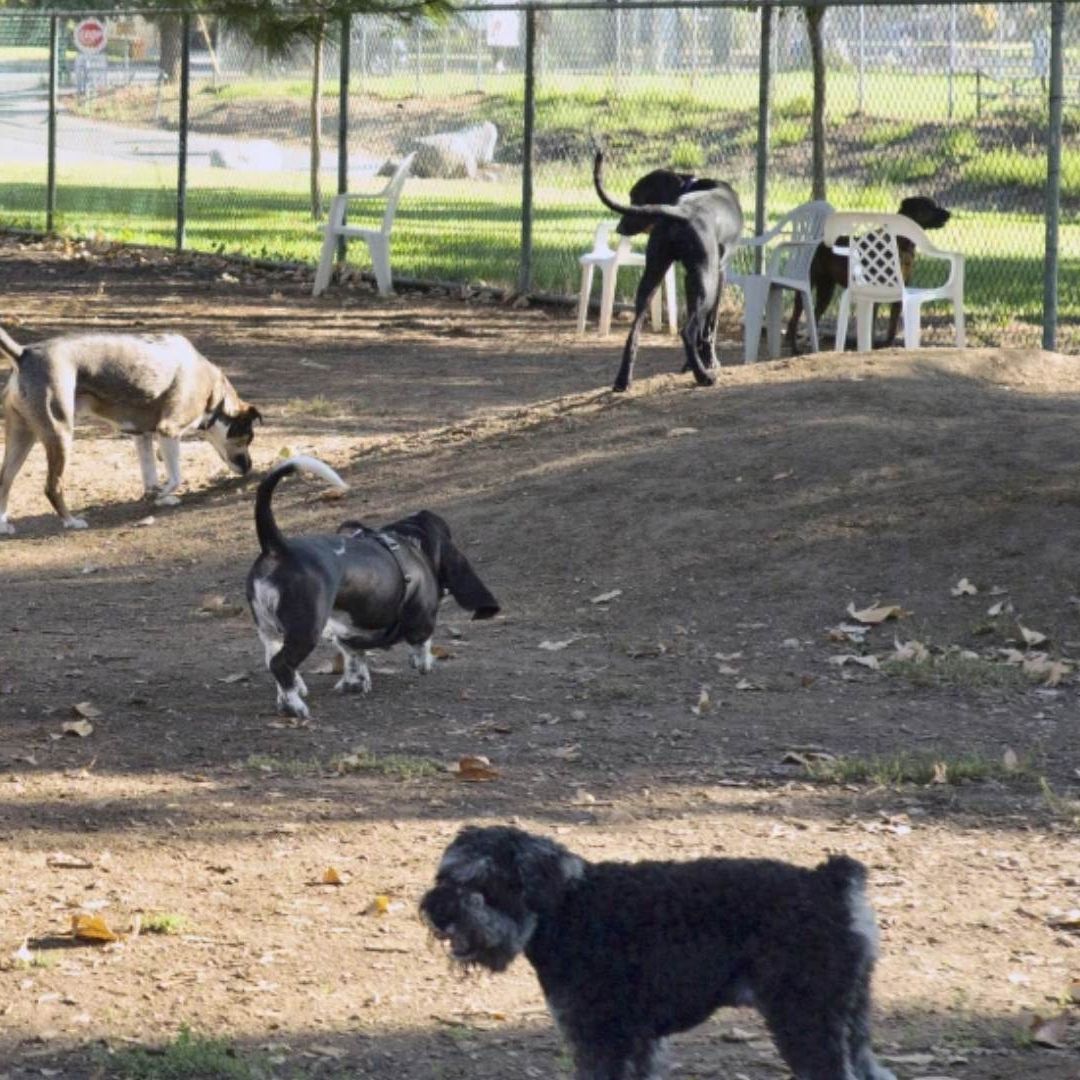 Dueños llevan a sus perros a un parque en Los Ángeles, Estados Unidos