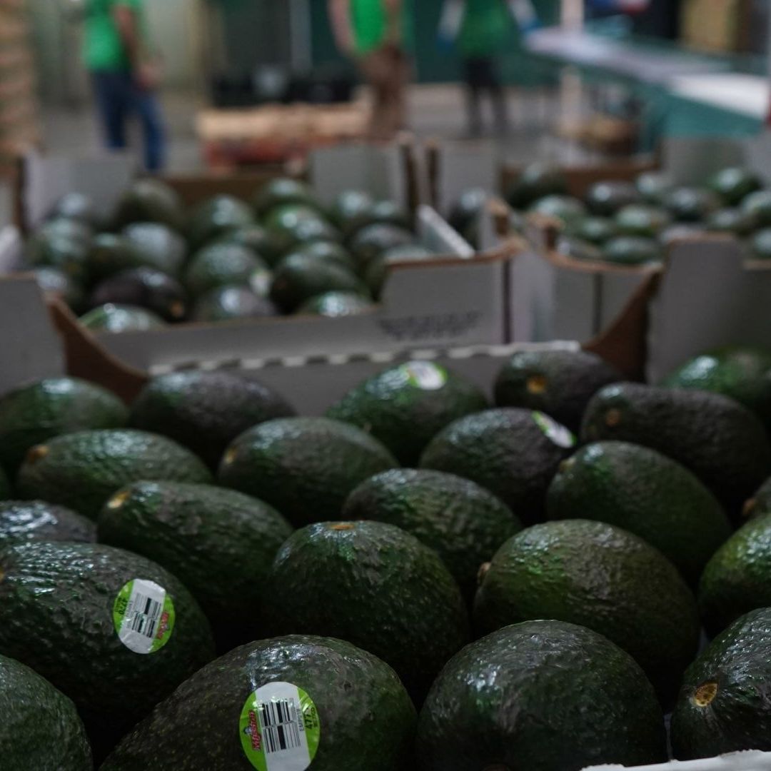 Producción de aguacate en Michoacán