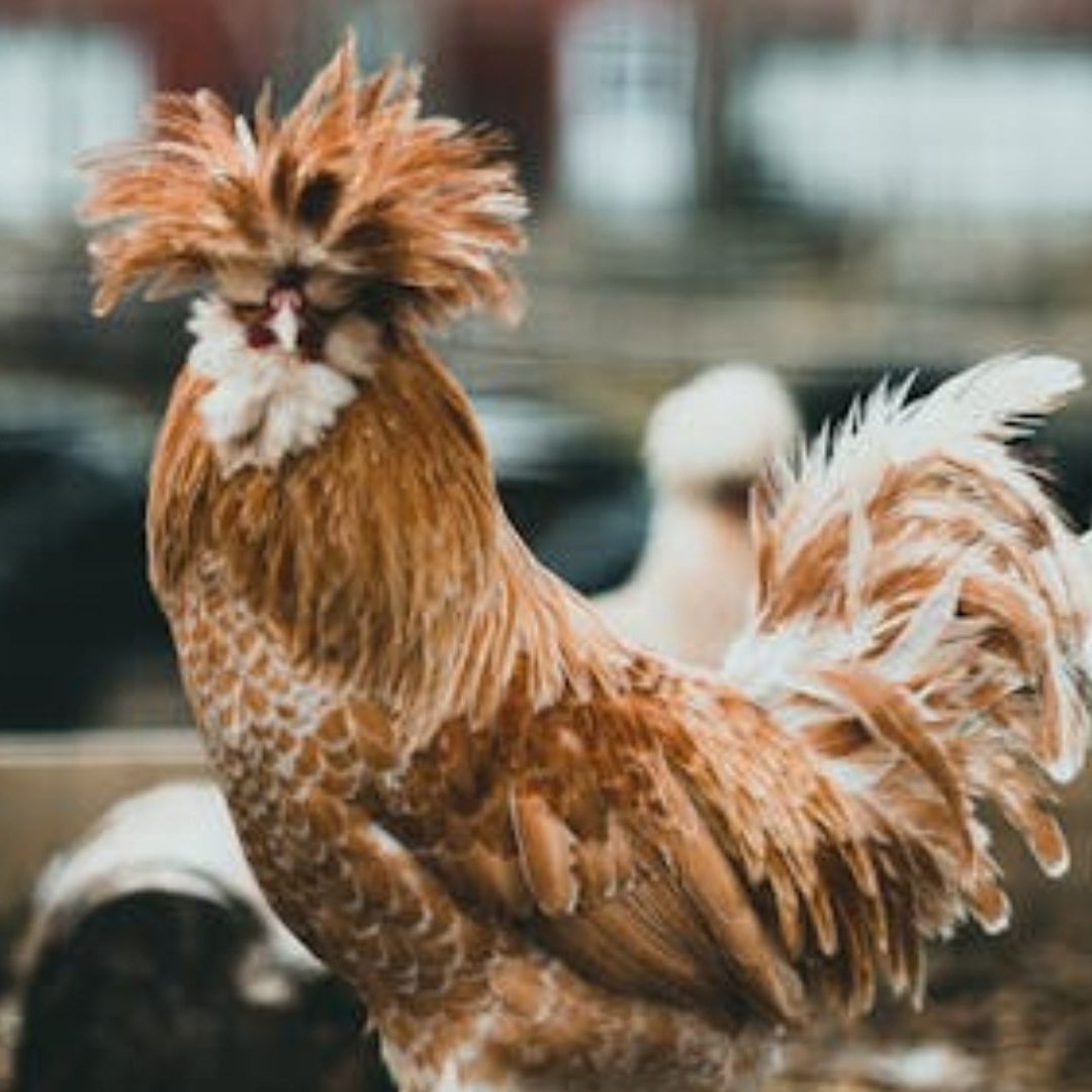 Un Paciente de Missouri, en EUA, da Positivo a Gripe Aviar Sin Contacto con Animales