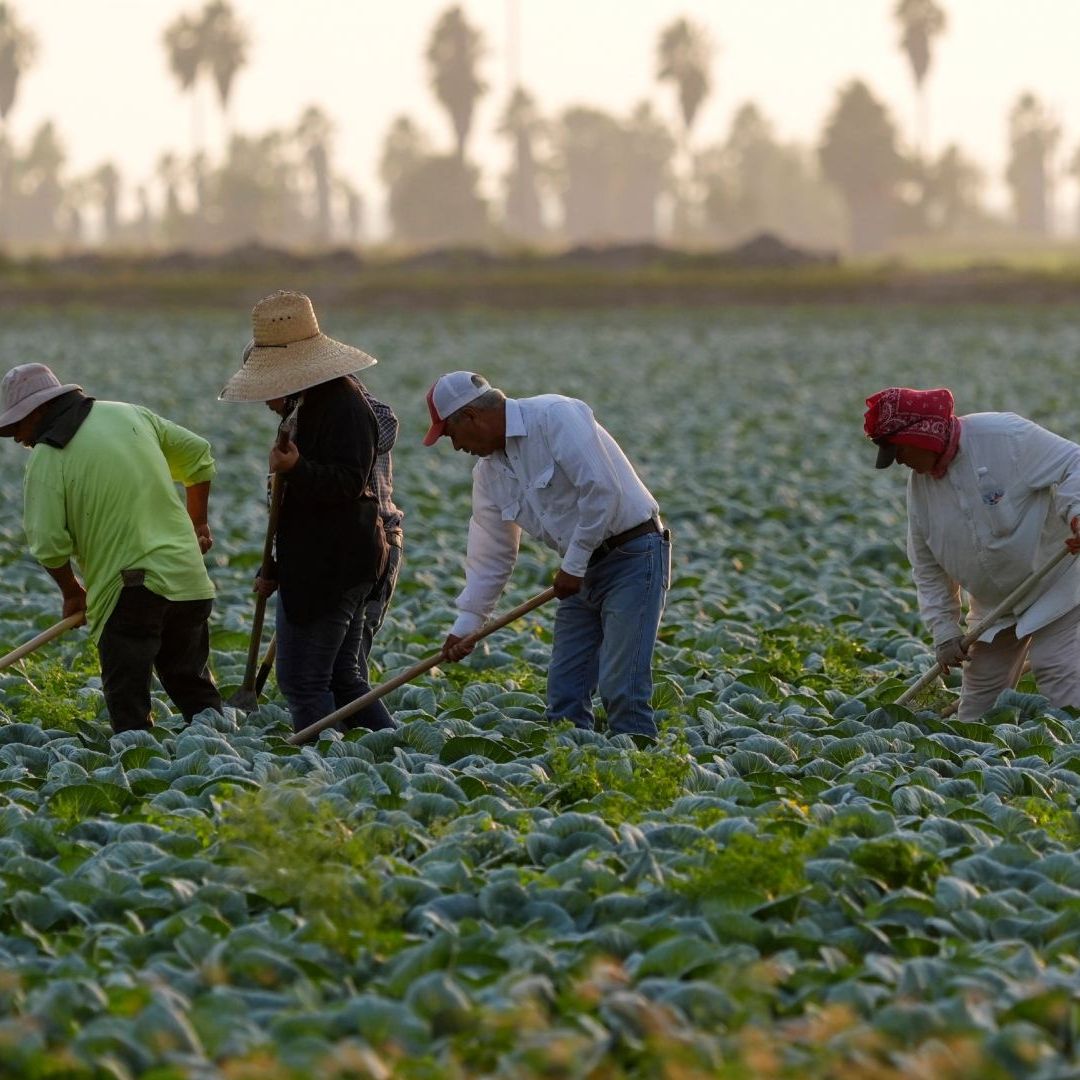 Trabajadores mexicanos trabajan en el campo en Texas