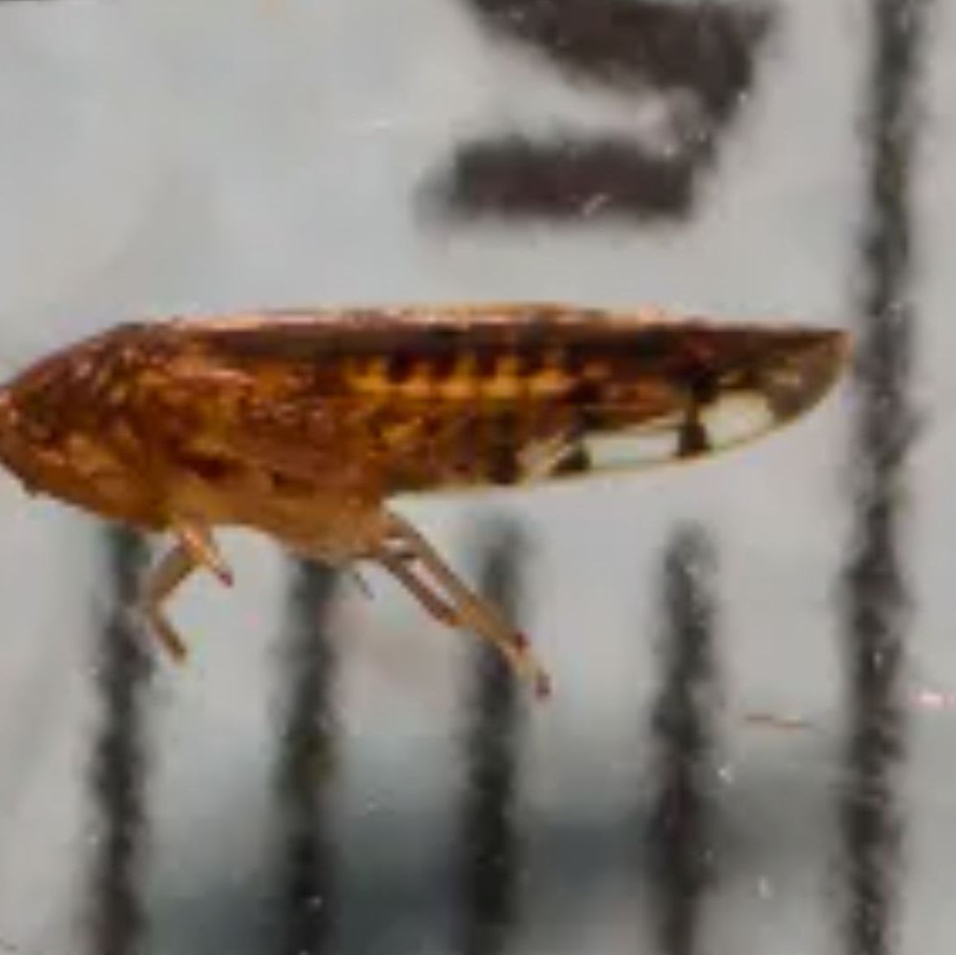 Un insecto de color café.