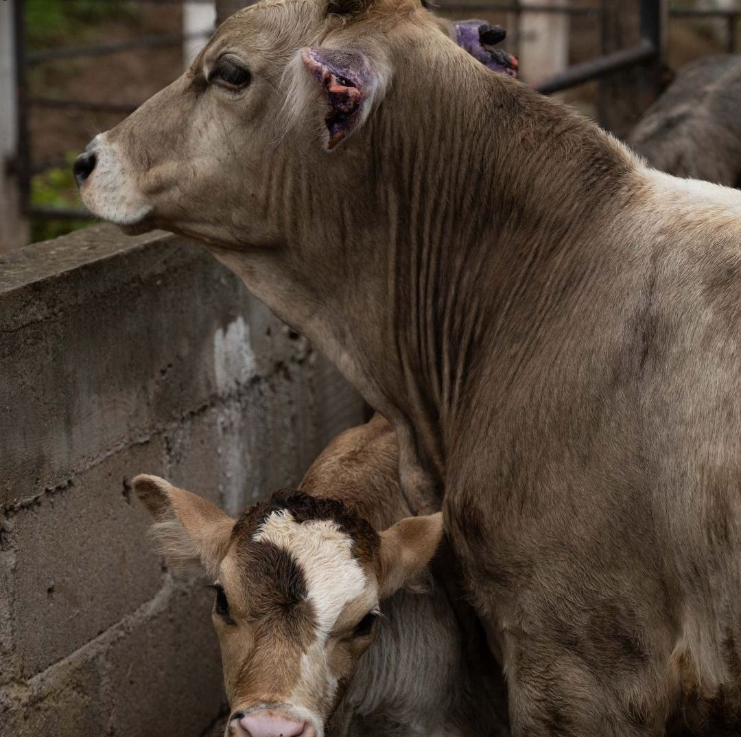 Un animal pequeño está junto a su madre.