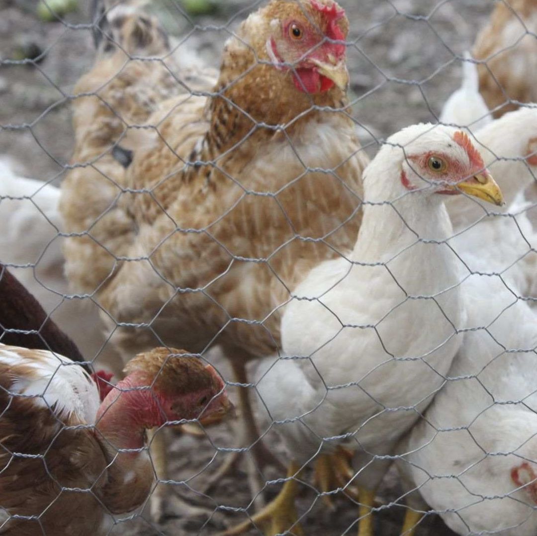 Pollos de granja