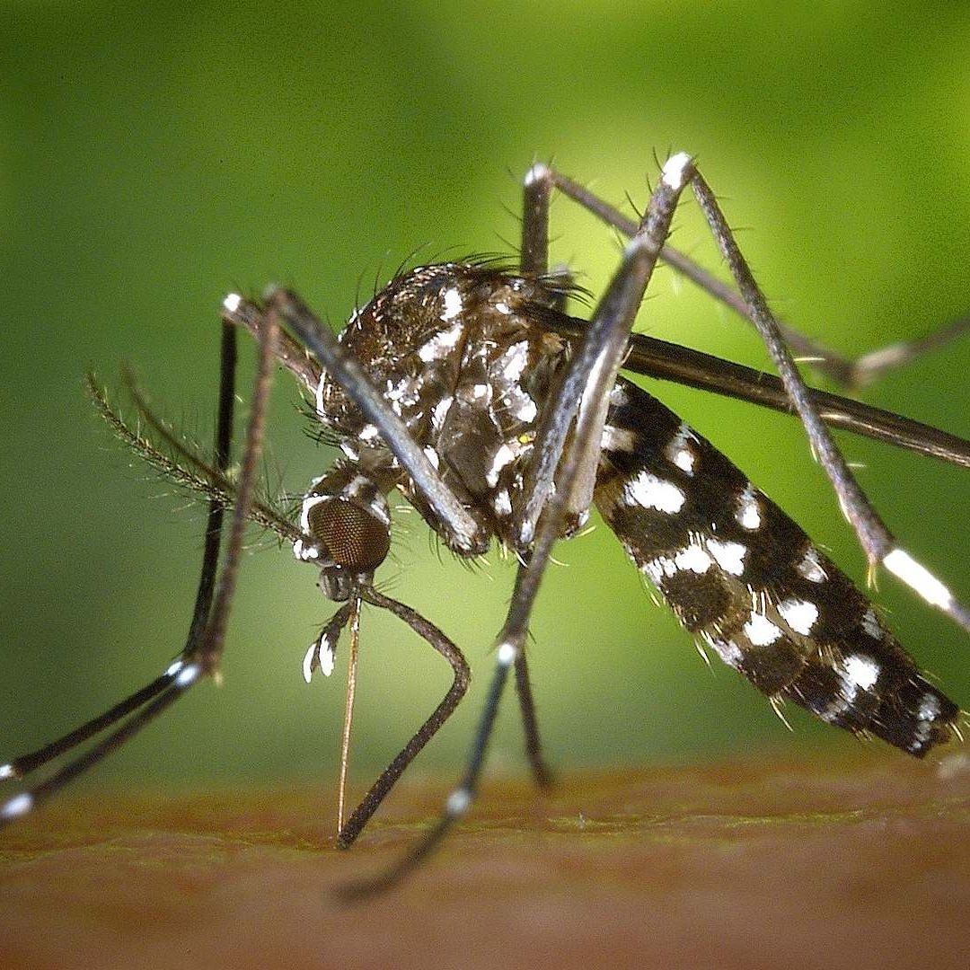 México Usará Mosquito con Bacteria para Atacar al Dengue: ¿Qué Es la Wolbachia?