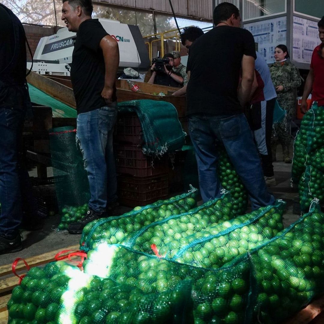 Personas junto a costales de limones