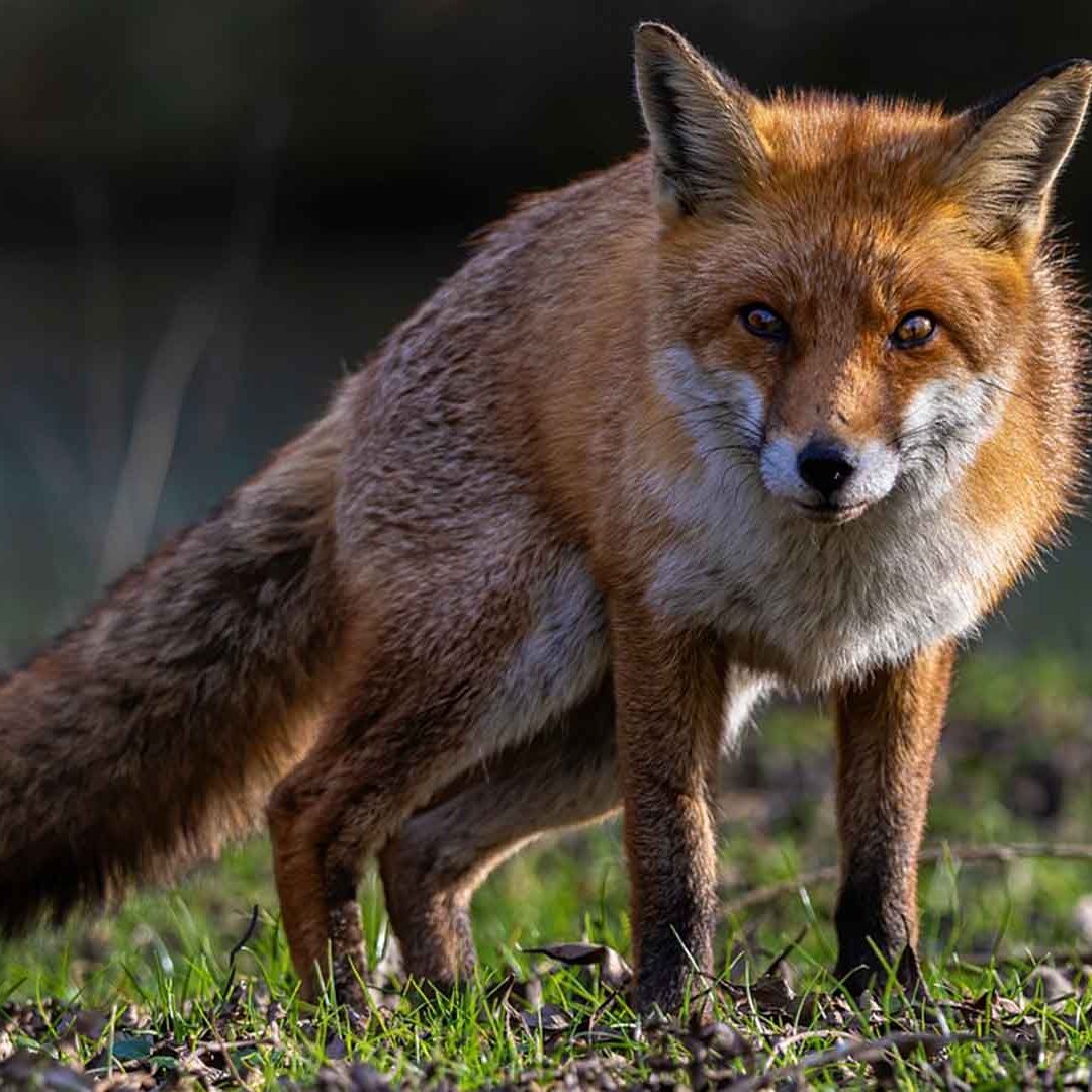 Detectan brote de gripe aviar en zorros rojos cerca de parís