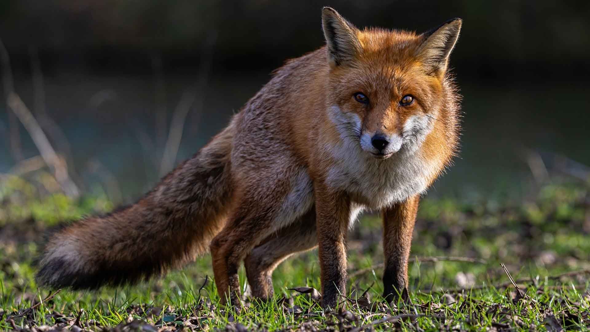 Detectan brote de gripe aviar en zorros rojos cerca de parís