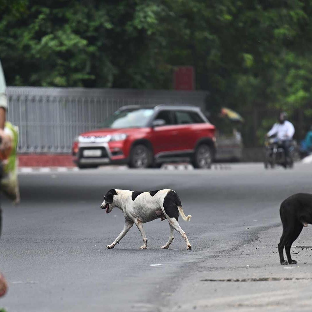 Nueva Delhi Caza a Miles de Perros Callejeros Previo a Cumbre del G20