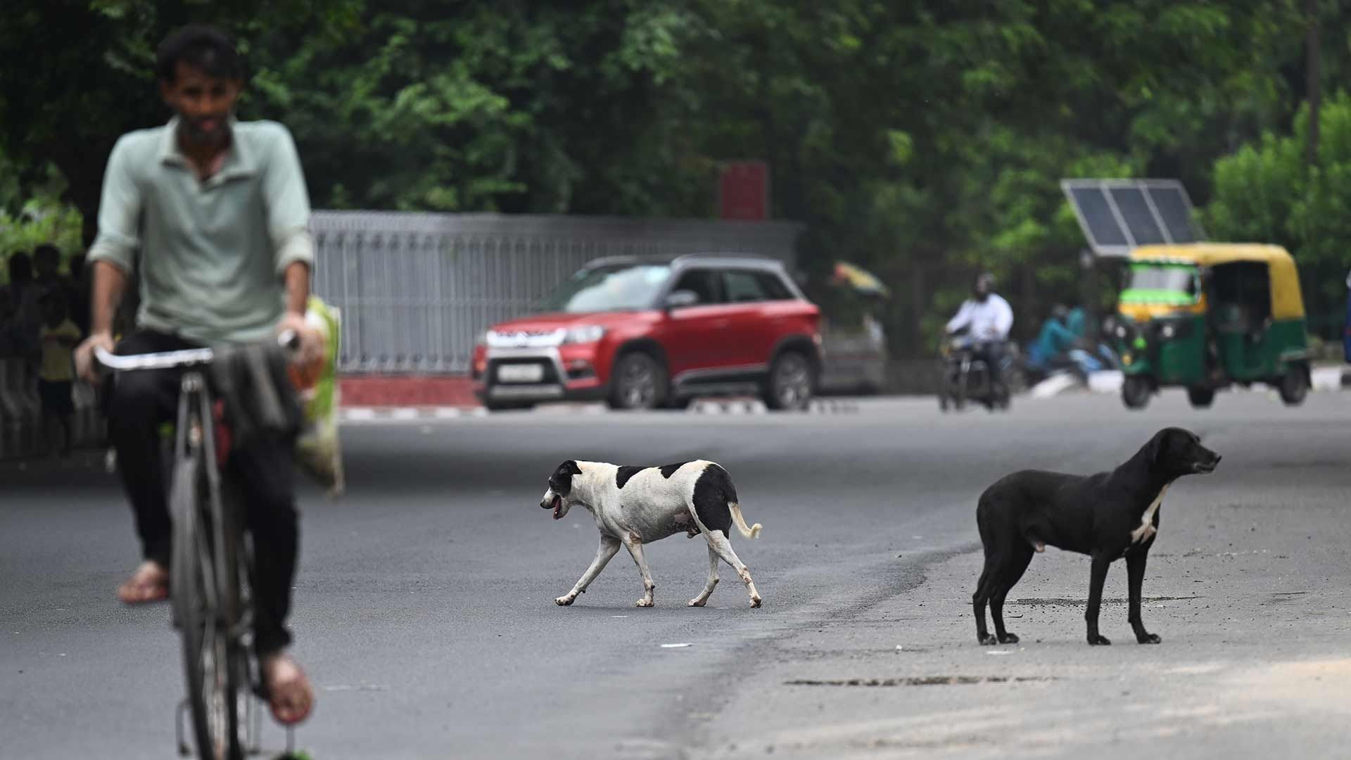 Nueva Delhi Caza a Miles de Perros Callejeros Previo a Cumbre del G20