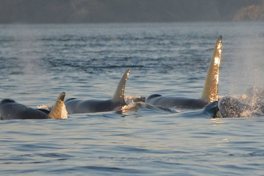 Grupo de orcas atacó dos veleros cerca de Gibraltar