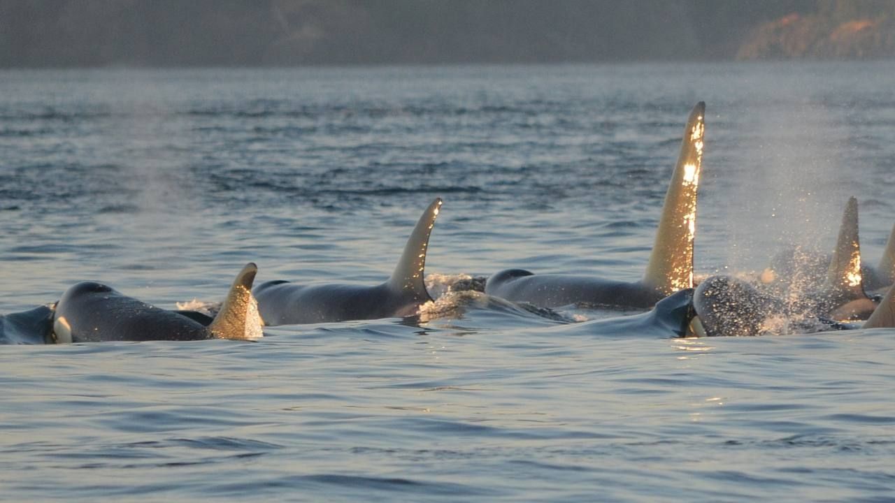 Grupo de orcas atacó dos veleros cerca de Gibraltar