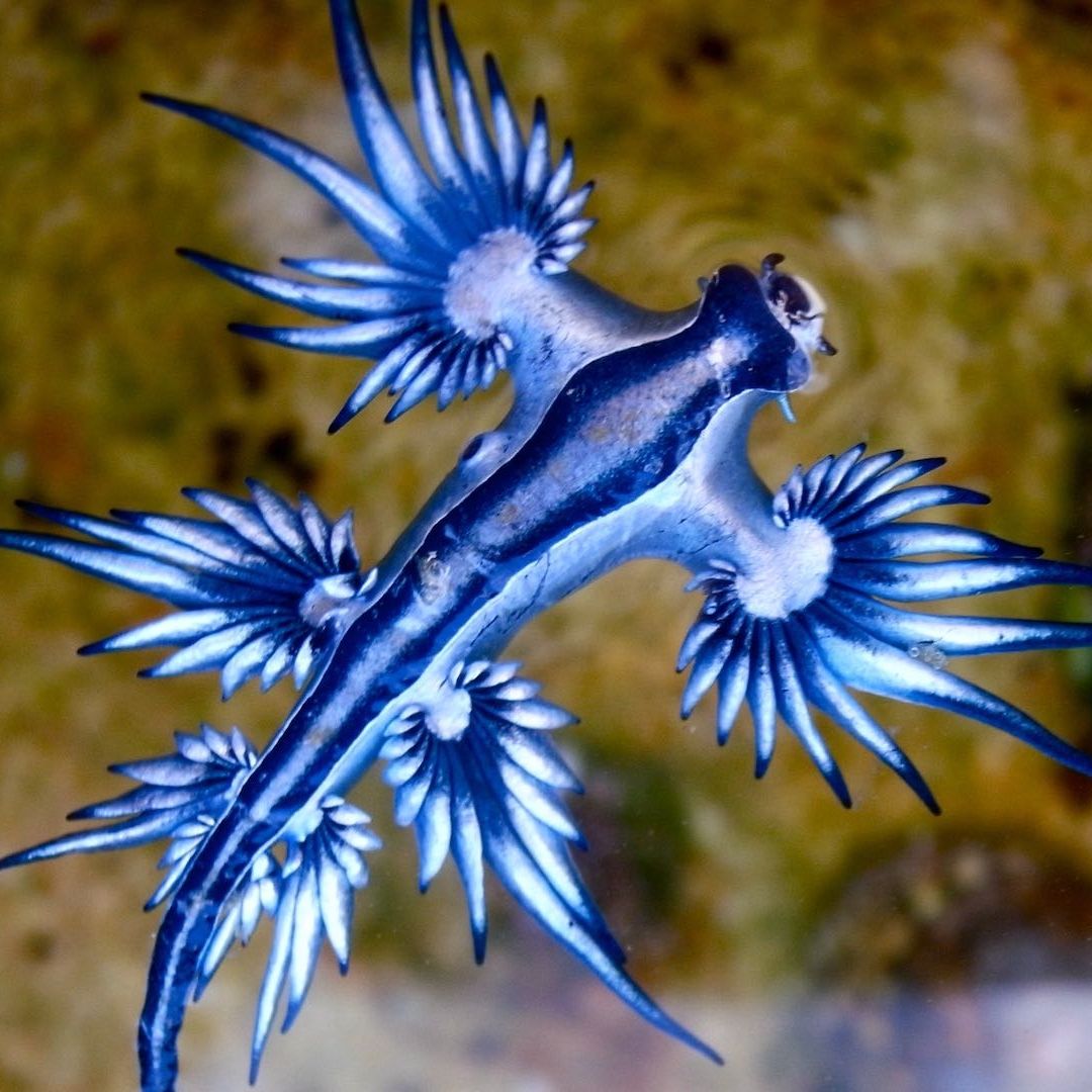 Emiten alerta en Colima por presencia de molusco Dragón Azul