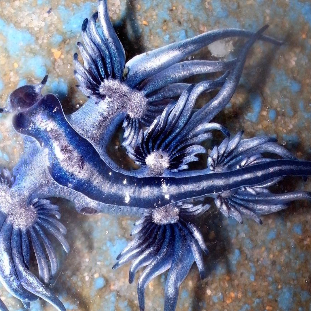 Advierten por presencia de molusco dragón azul en playas de México