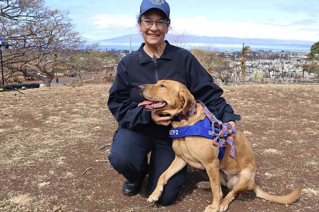 La perrita rescatista Freya busca sobrevivientes en Hawái tras los incendios