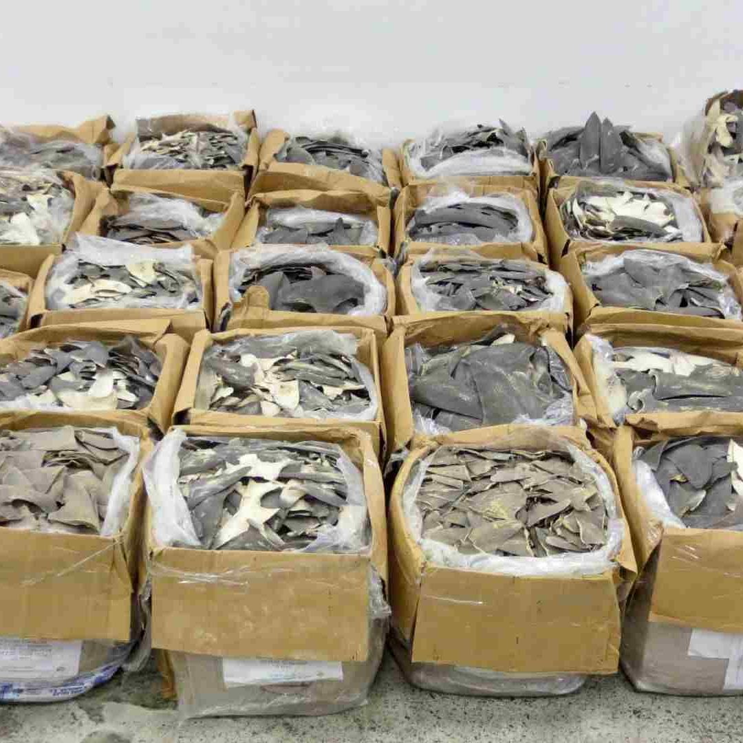 Aduana de Hong Kong decomisa 1.2 toneladas de aletas de tiburón de México