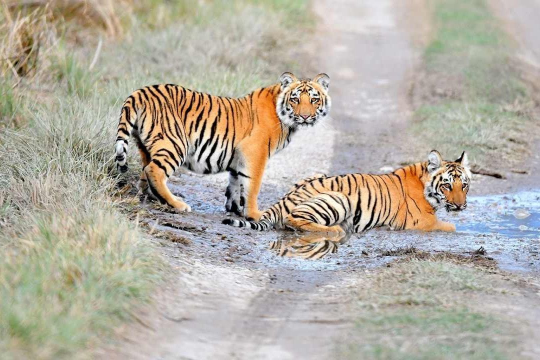 India alberga 3,167 tigres en la actualidad por el Proyecto Tigre