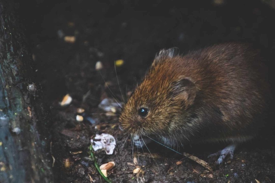 Nueva York sufre desde hace hace décadas por plaga de ratas.