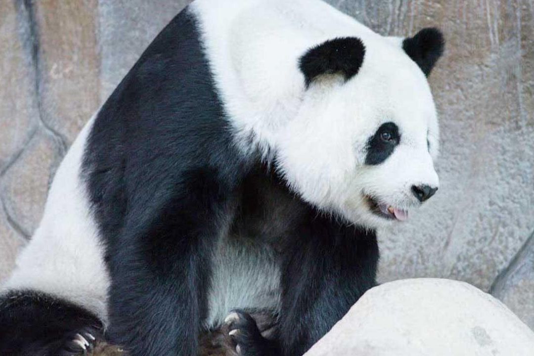 Los osos panda gigantes tienen un apetito sexual débil y se encuentran entre las especies más amenazadas del mundo.