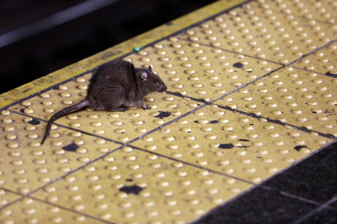 Las ratas son parte del tejido urbano de Nueva York, Estados Unidos, desde hace más de 200 años