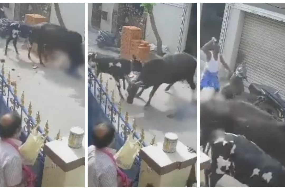 Detienen a Dueño de Vaca que Atacó a Niña en Calles de la India