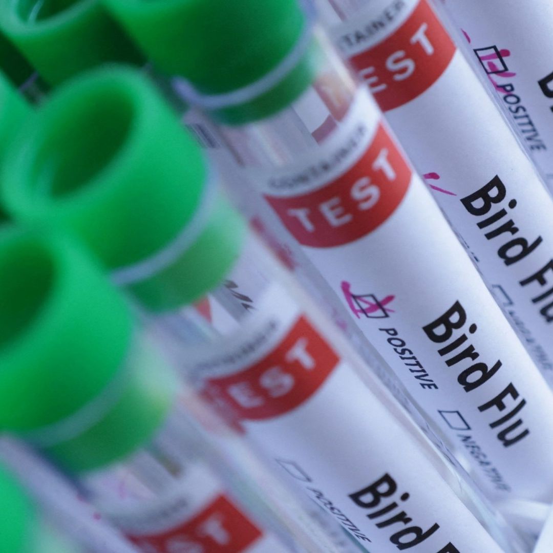 Confirma OMS Caso Humano de Gripe Aviar en India