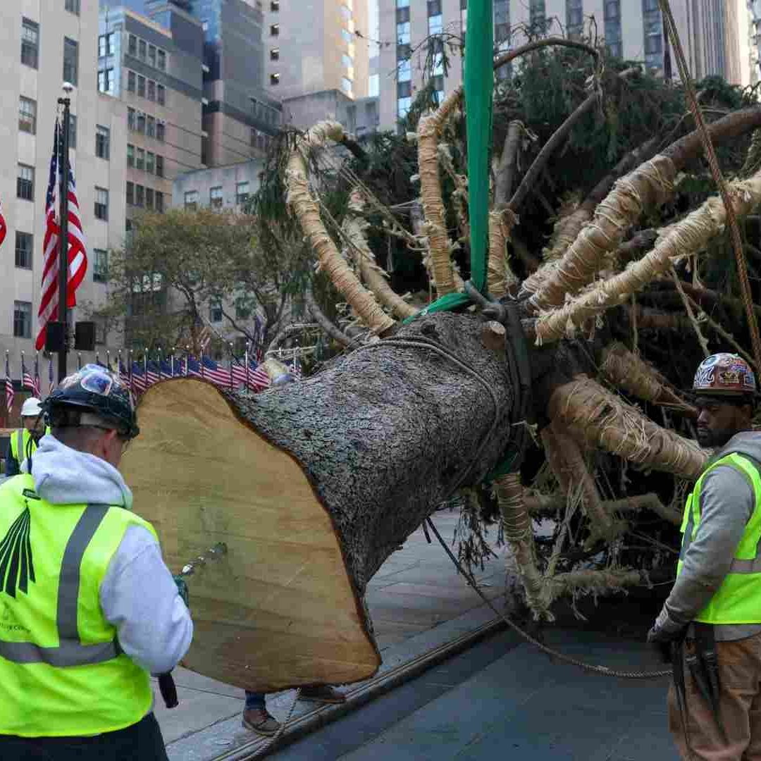 Desde 1959, este es el primer árbol de Navidad del Rockefeller Center que proviene de Massachussetts.