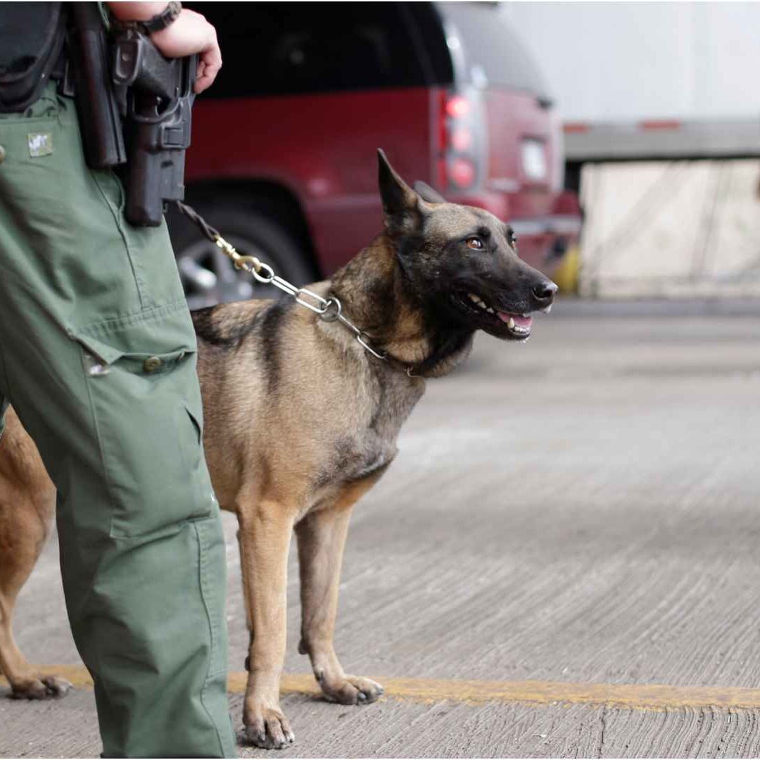 Agentes de la Patrulla Fronteriza de EUA