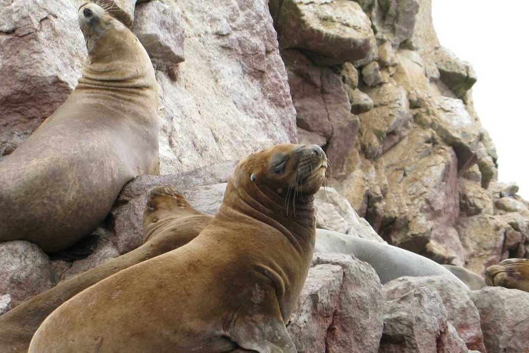 En Chile se contabilizaron a finales de marzo 1,535 lobos muertos marinos a causa del virus