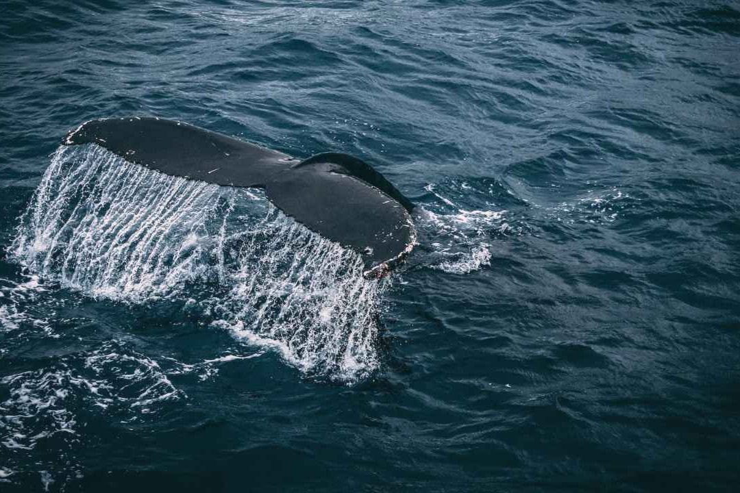 Rescatan a 8 Daneses Tras Choque de Su Velero Con Ballenas en el Pacífico