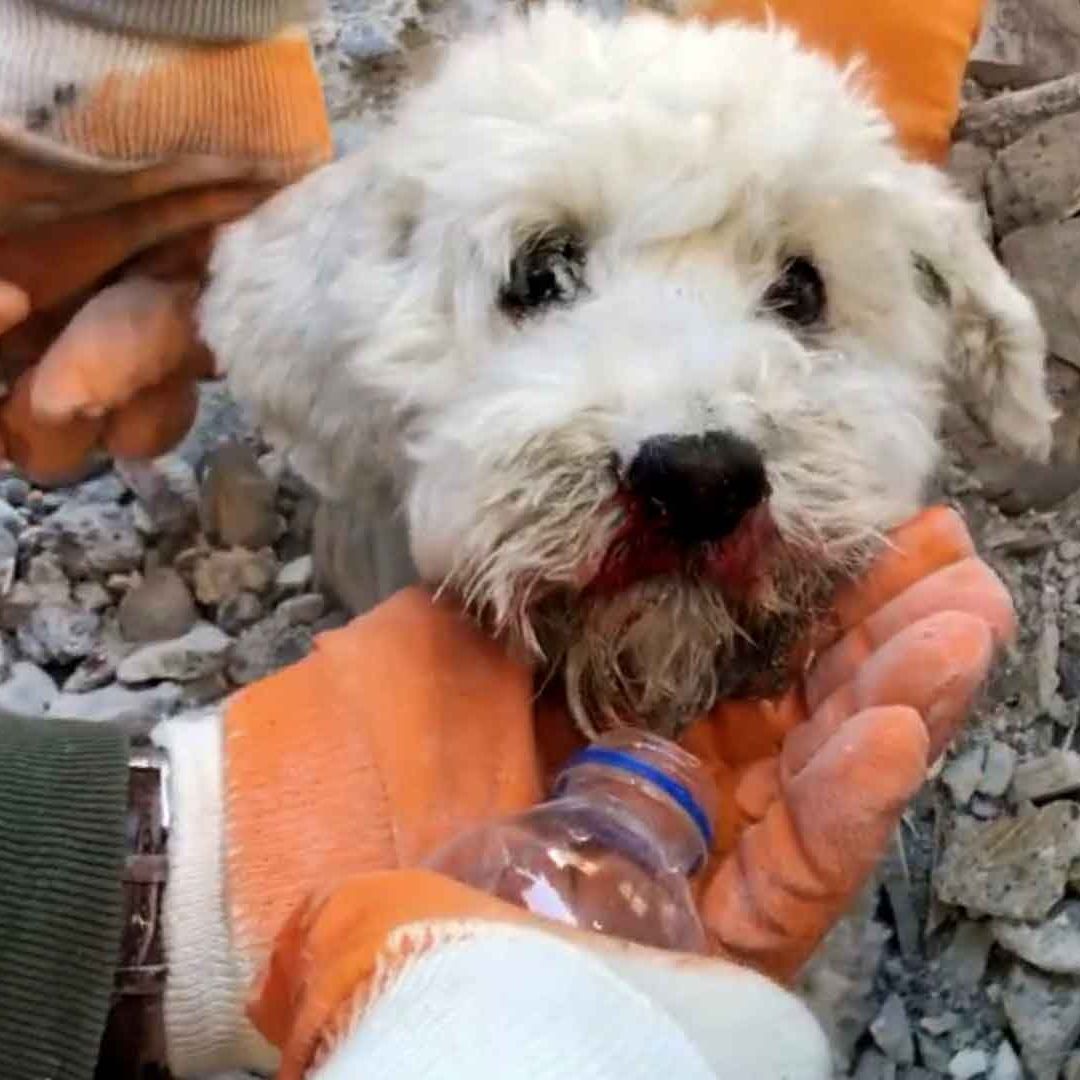 Voluntarios celebran rescate de mascotas en Turquía