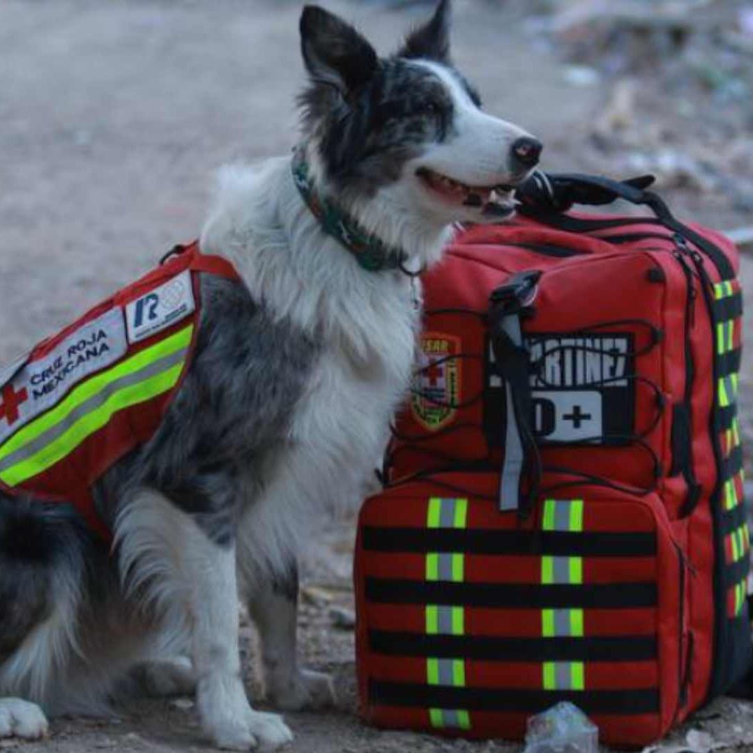Balam, binomio canino de la Cruz Roja Mexicana, encuentra a persona bajo los escombros en Turquía