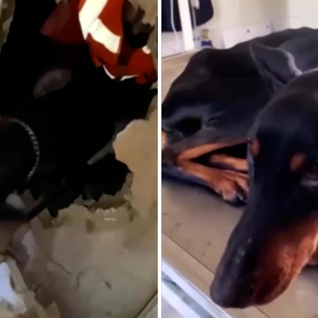 Una perrita y sus cachorros sobrevivieron un mes entre los escombros después del sismo que devastó a Turquía