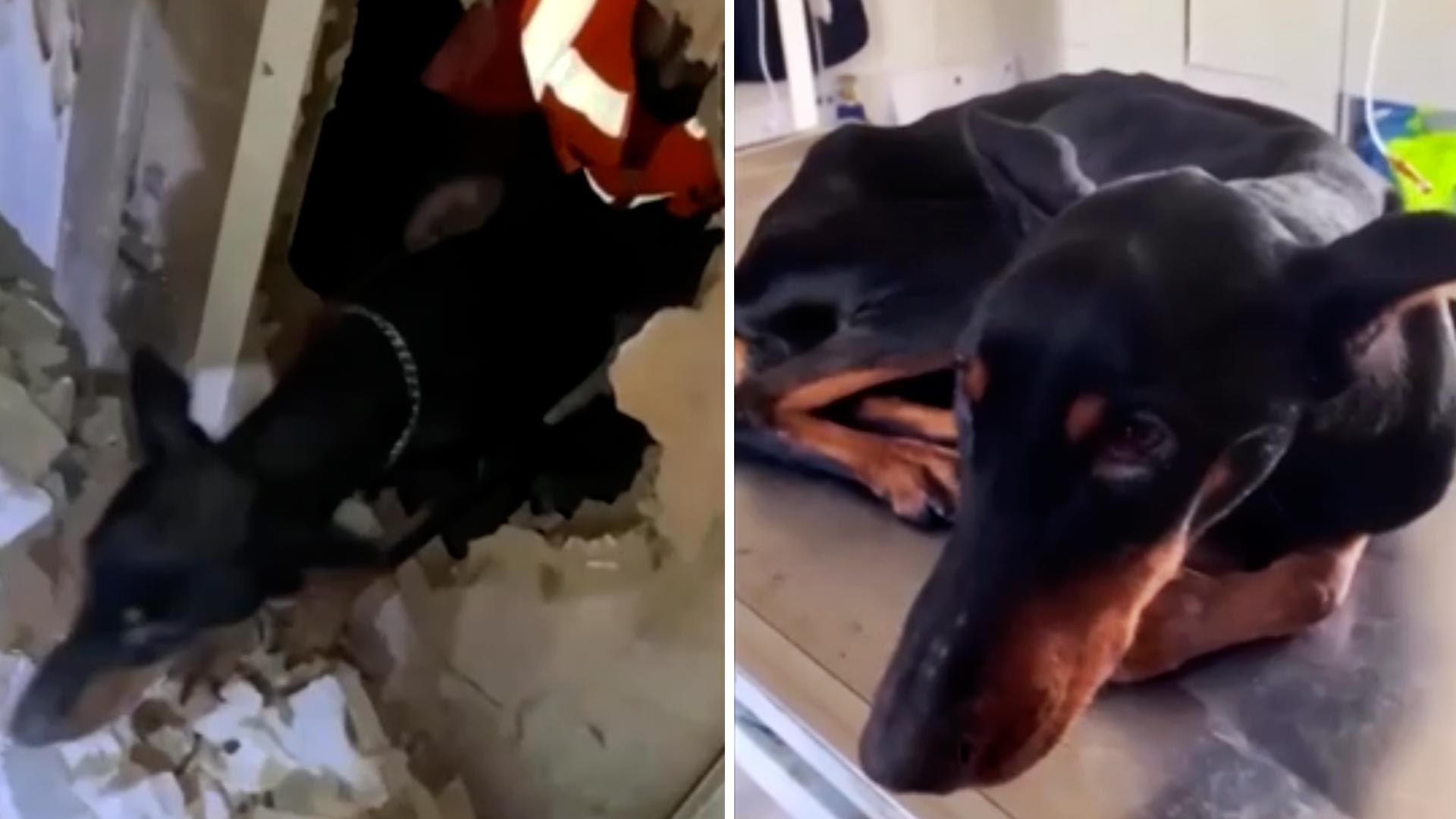 Una perrita y sus cachorros sobrevivieron un mes entre los escombros después del sismo que devastó a Turquía