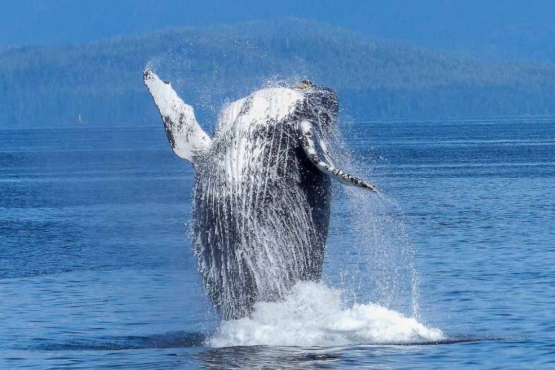 Islandia Suspende Temporada de Caza de Ballenas Hasta Finales de Agosto de 2023