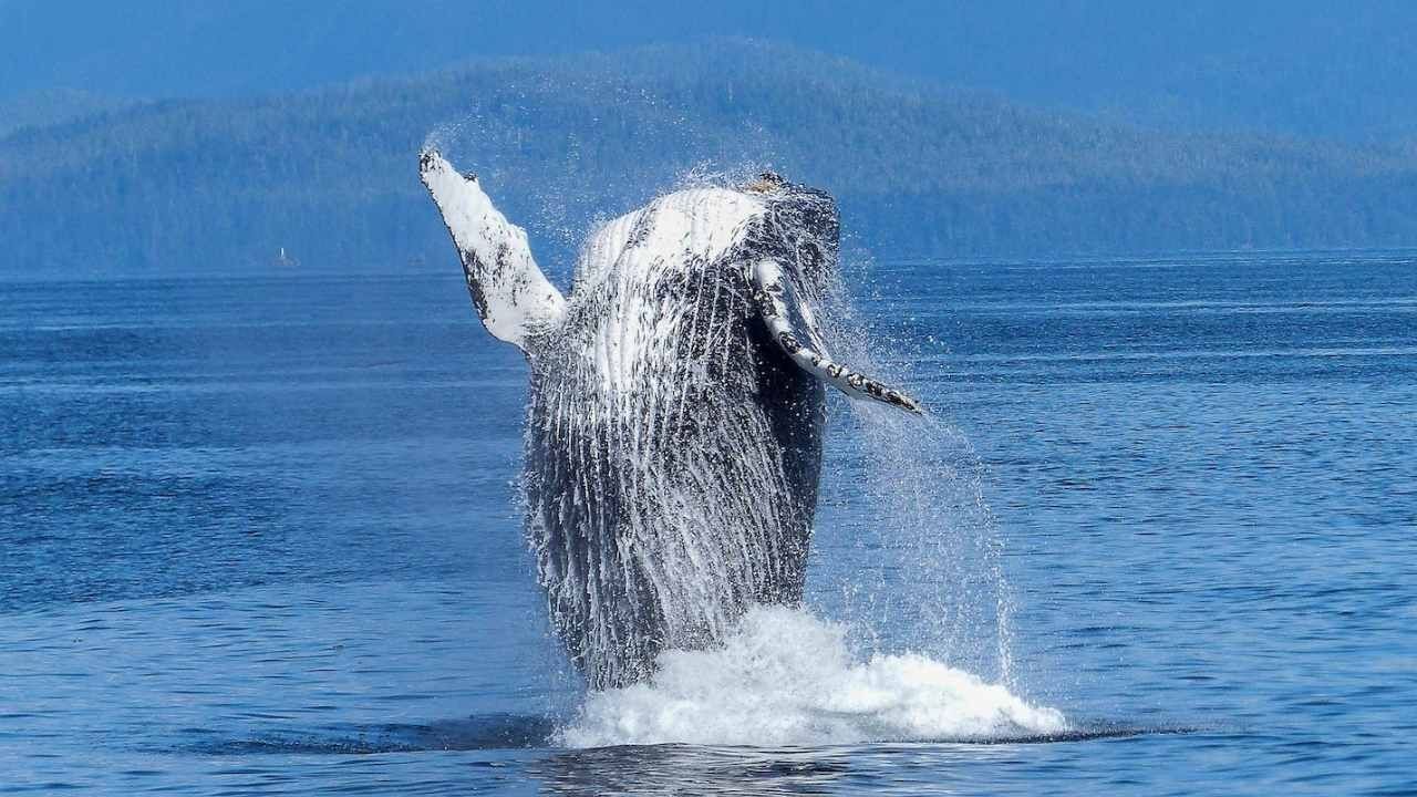 Islandia Suspende Temporada de Caza de Ballenas Hasta Finales de Agosto de 2023