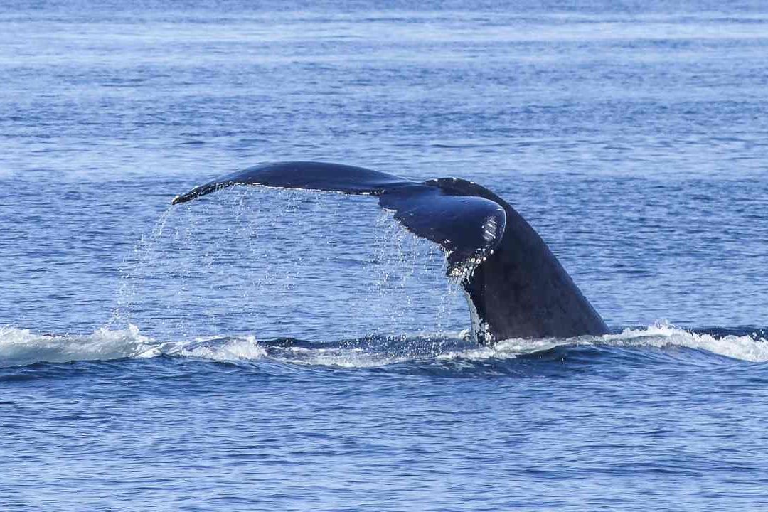 El gobierno de Islandia reanudará la caza de ballenas, pero con condiciones más estrictas