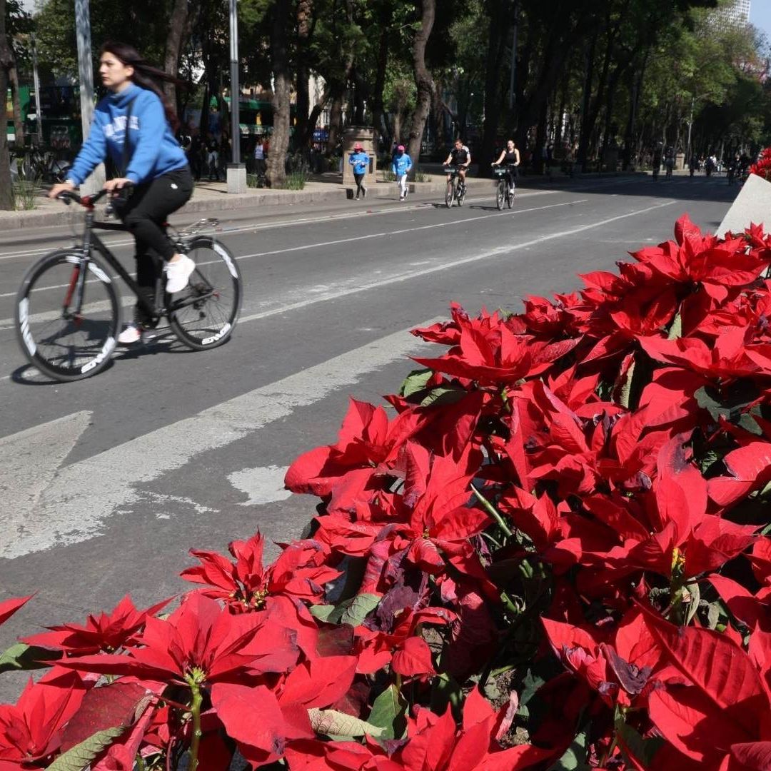 Nochebuenas alegran el Paseo de la Reforma, en CDMX