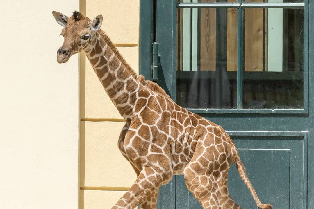 Una nueva cría macho de jirafa somalí que está en peligro de extinción nació en Viean