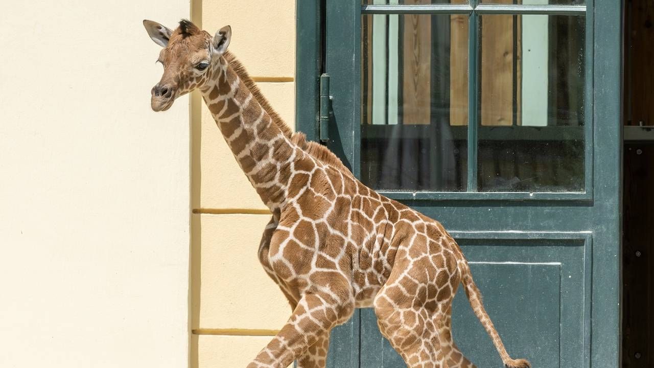 Una nueva cría macho de jirafa somalí que está en peligro de extinción nació en Viean