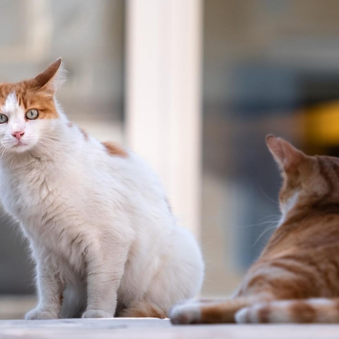 Hallan 2,000 gatos muertos para uso médico en vietnam