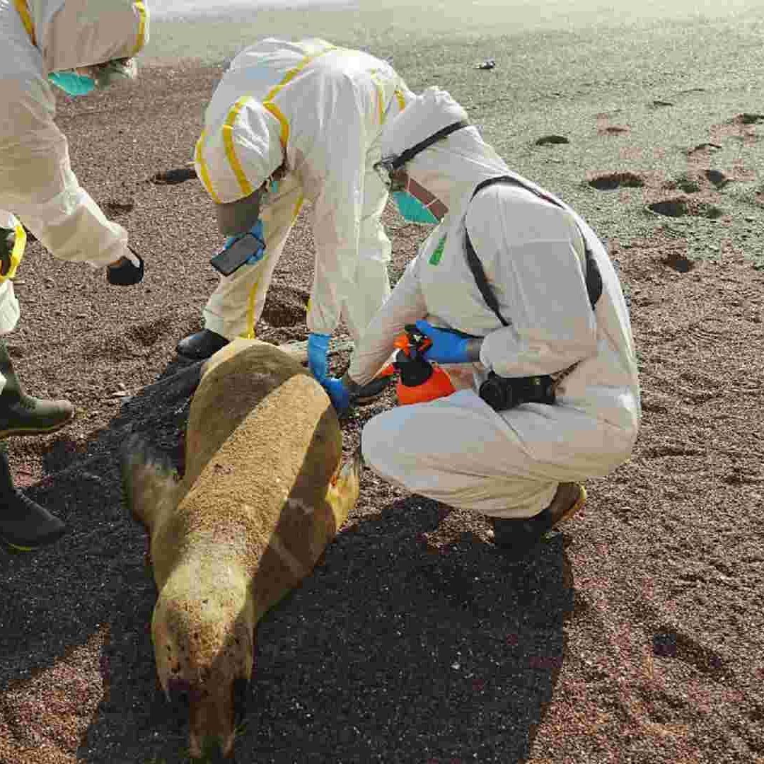 Lobos marinos han sido afectados por el brote de gripe aviar en Perú