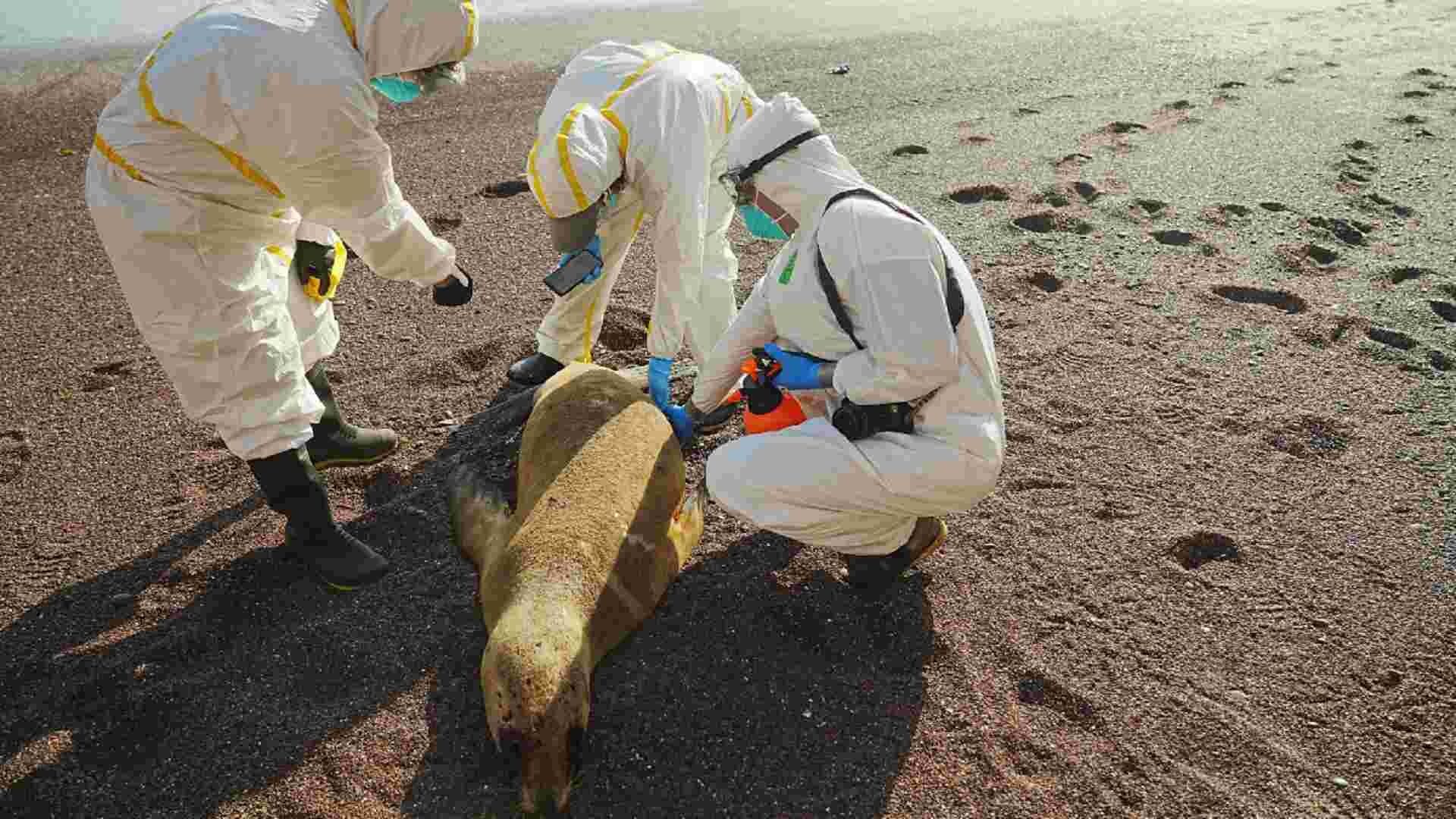 Lobos marinos han sido afectados por el brote de gripe aviar en Perú