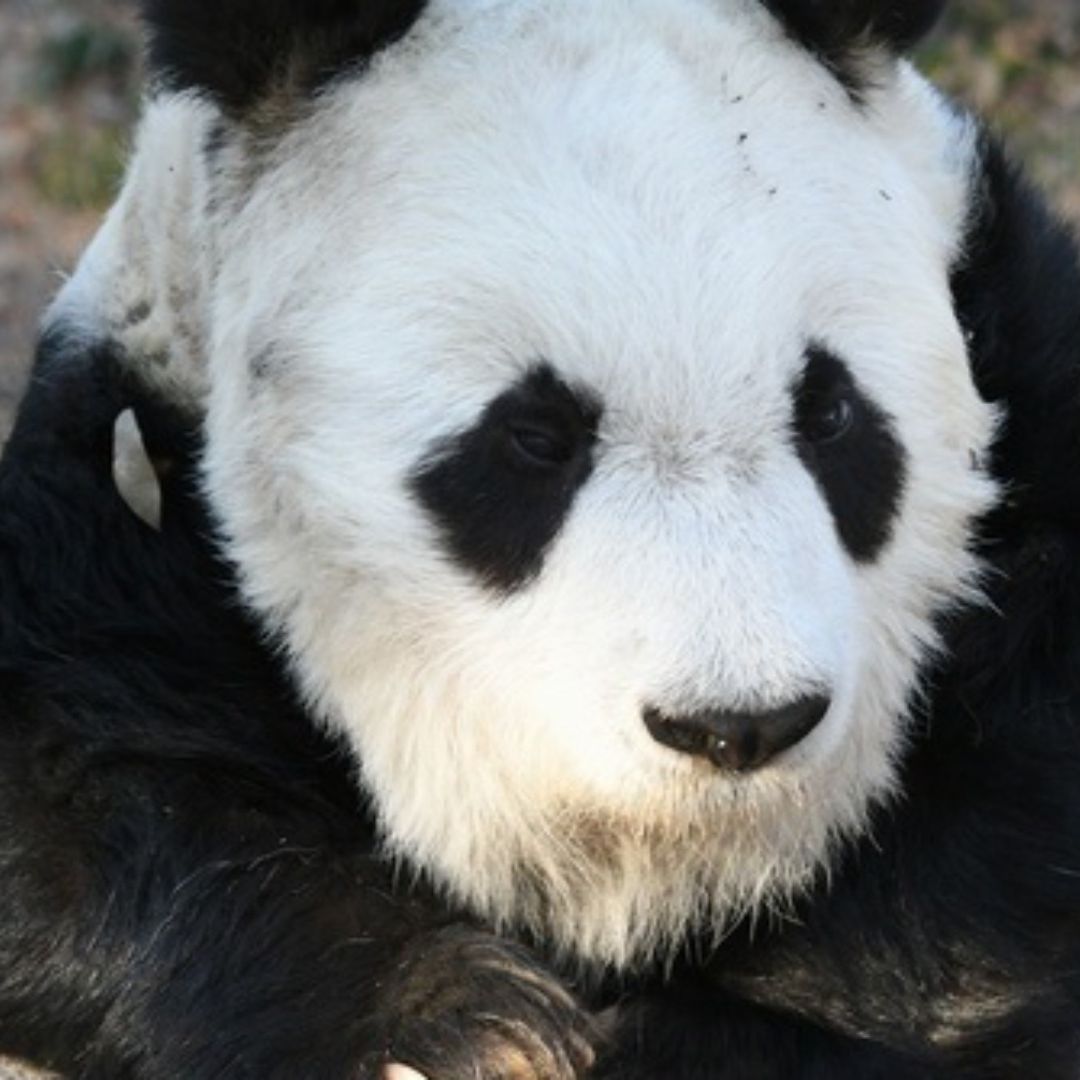 Muere Tan Tan, la Panda Más Anciana de Japón, a los 28 años