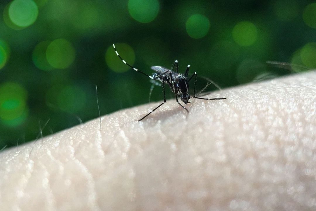 El Gobierno de Perú decretó hoy, 10 de mayo de 2023, la emergencia sanitaria en 20 regiones del país tras registrarse 70 muertes por dengue