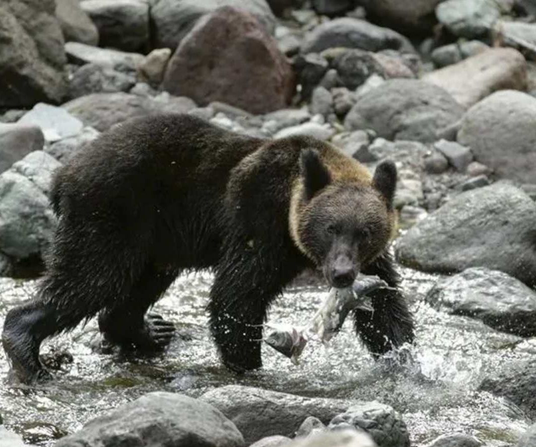 Osos en Japón. Foto: EFE