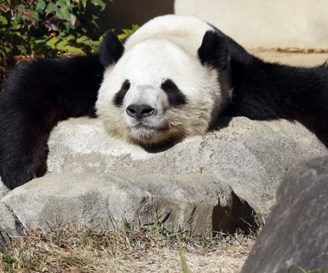 Pandas en Japón. Foto: EFE